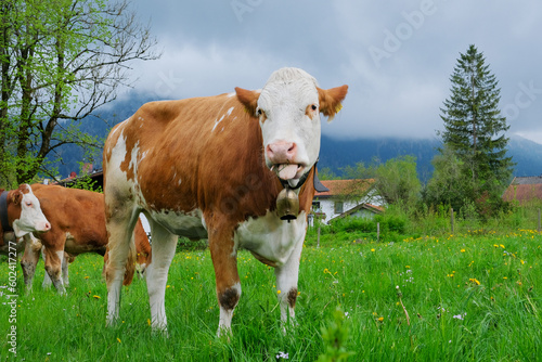 Wallpaper Mural A funny cow eats grass in a meadow in Bavaria. Torontodigital.ca