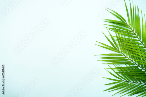 Palm leaves on blue background. Flat lay with copy space.