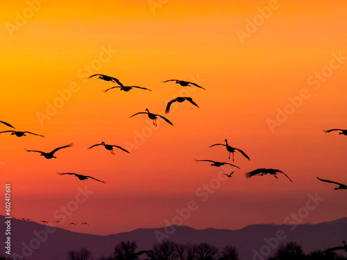 birds on sunset © Judy
