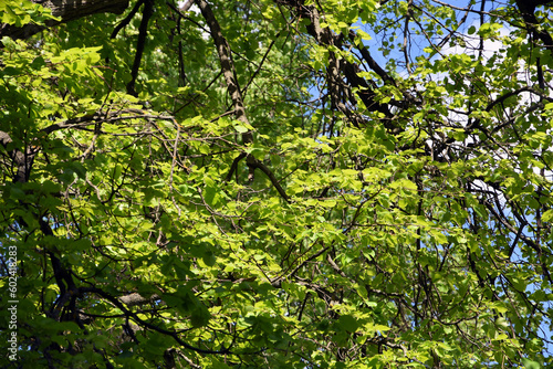 Obraz na płótnie Green leaves in the garden w salonie