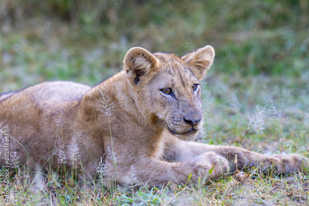 Lion cub in pride resting after feeding in natural African habitat Lion cub in pride resting after feeding in natural African habitat