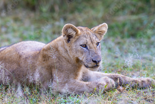 Lion cub in pride resting after feeding in natural African habitat