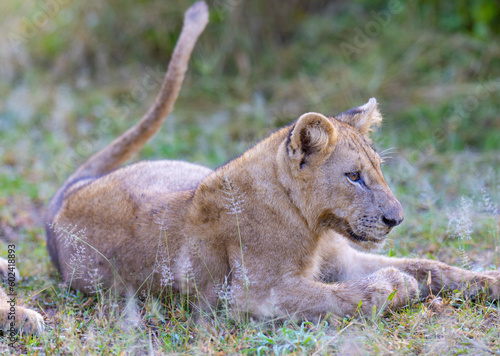 Lion cub in pride feeding on prey in natural African habitat