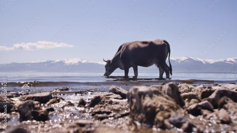 The cow entered the mountain freshwater clear lake and drinks water. A brown dairy cow drinks water while standing in a lake with beautiful mountain snow peaks. Dairy products from alpine areas The cow entered the mountain freshwater clear lake and drinks water. A brown dairy cow drinks water while standing in a lake with beautiful mountain snow peaks. Dairy products from alpine areas