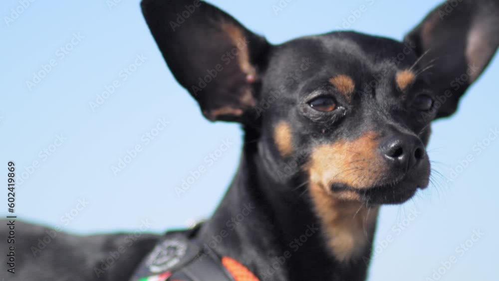 Black dog of Toy Terrier breed poses against background of blue sky and pebble beach on seashore or ocean. He's on leash looking at camera. Close-up portrait of animal. Black dog of Toy Terrier breed poses against background of blue sky and pebble beach on seashore or ocean. He's on leash looking at camera. Close-up portrait of animal.