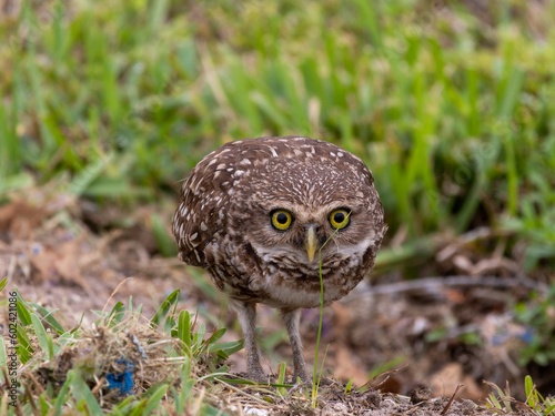 Burrowing Owl leaning forward