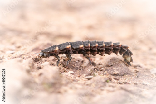 Side view of a glow worm  Lampyris noctiluca  on a path