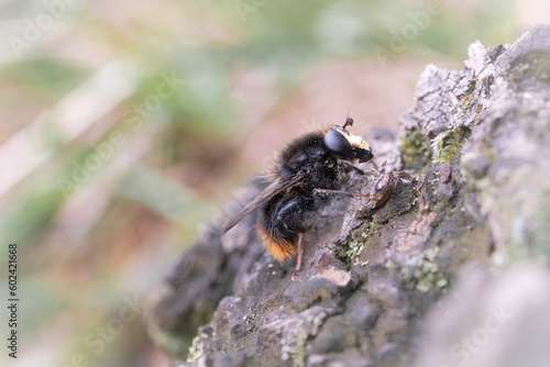 Bumblee mimic hoverfly - Volucella bombylans