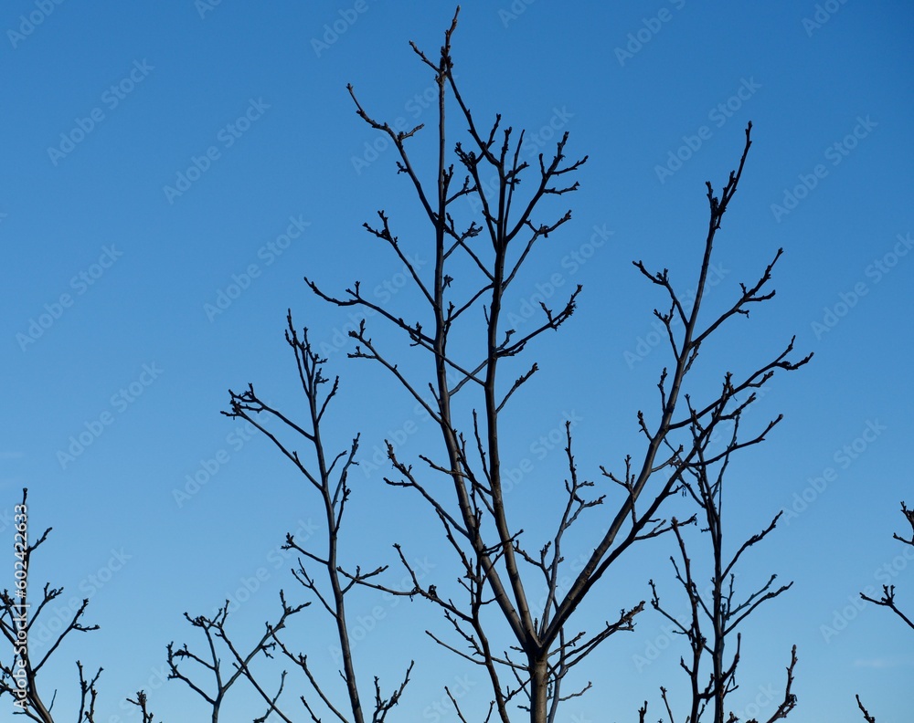 arbole sin hojas 
