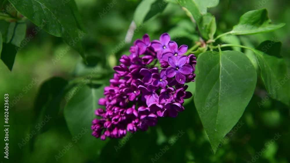 Spring nature flowers garden purple blooming lilac 4k video Spring nature flowers garden purple blooming lilac 4k video