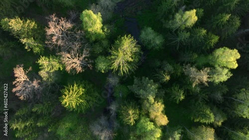 Top view of green summer forest in Warmia, northern Poland, Europe photo