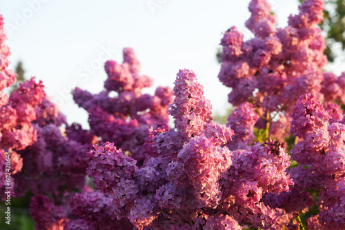 Blossom lilac flowers in spring in garden. branch of Blossoming purple lilacs in spring. Blooming lilac bush. Blossoming purple and violet lilac flowers. Spring season, nature background.