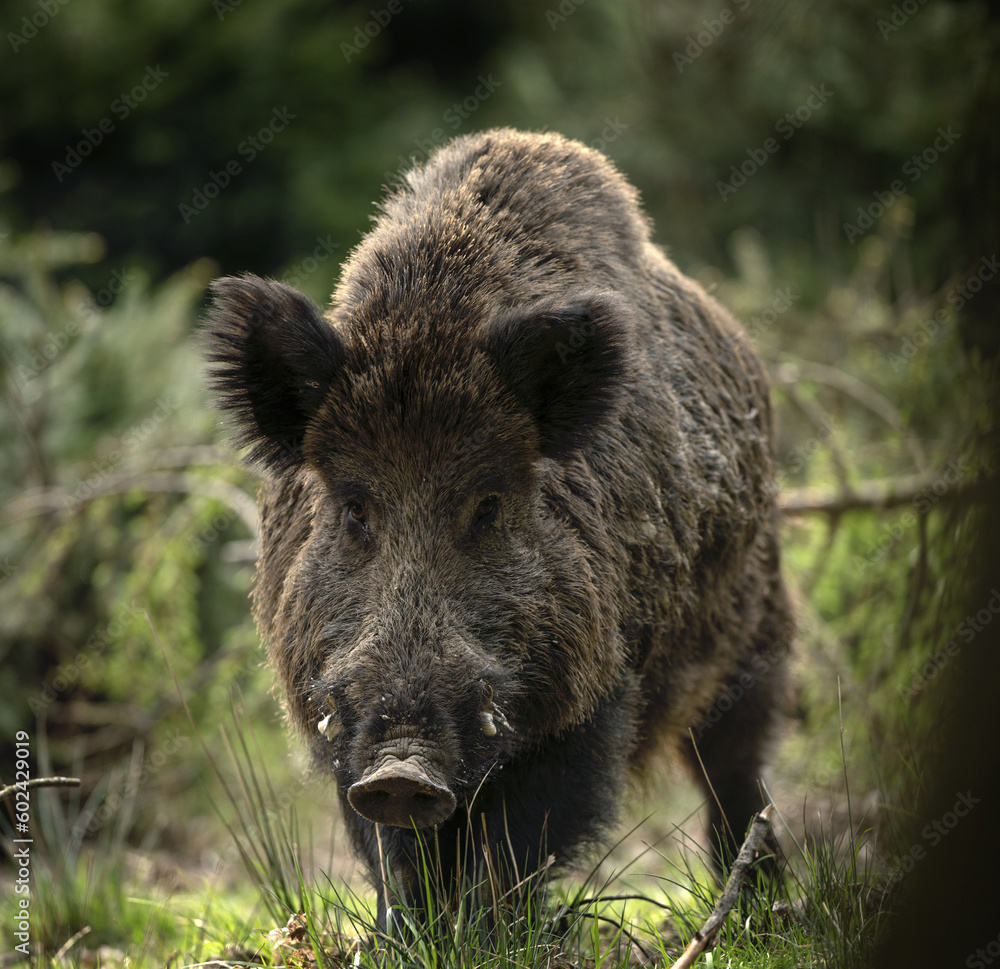 Wild boar in the forest. European nature during spring. Eye to eye contact with the boar. Wild boar in the forest. European nature during spring. Eye to eye contact with the boar.