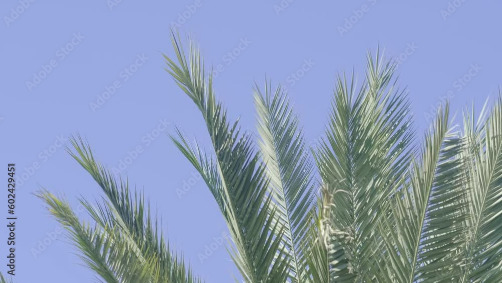 green palm trees swaying in the wind, leaves foliage over blue sky on tropical jungle island, summer vibe, traveling to warm countries. green palm trees swaying in the wind, leaves foliage over blue sky on tropical jungle island, summer vibe, traveling to warm countries.
