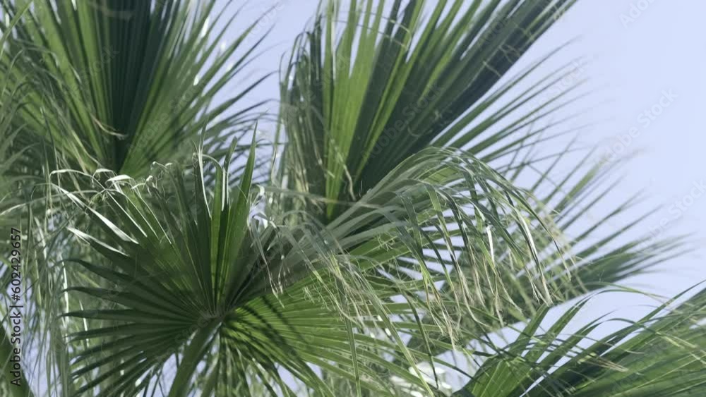 green palm trees swaying in the wind, leaves foliage over blue sky on tropical jungle island, summer vibe, traveling to warm countries. green palm trees swaying in the wind, leaves foliage over blue sky on tropical jungle island, summer vibe, traveling to warm countries.