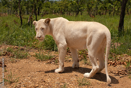 Lion blanc en semi liberté proche du village de Djamdé au Togo, afrique de l'ouest