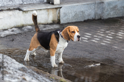 An adult beagle dog is standing on the street. copy space
