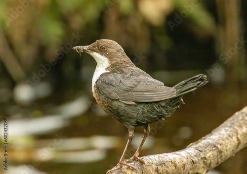 Dipper, brown and white water bird with beautiful feathers and plumage searching for bugs in the water to feed young