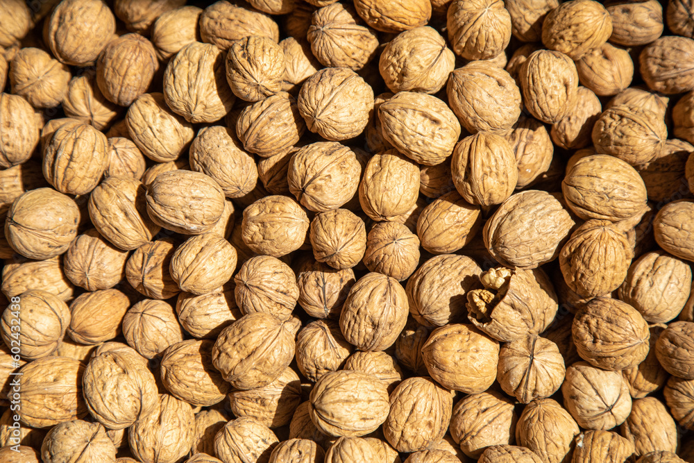 Walnuts pattern and wallpaper Walnuts pattern and wallpaper