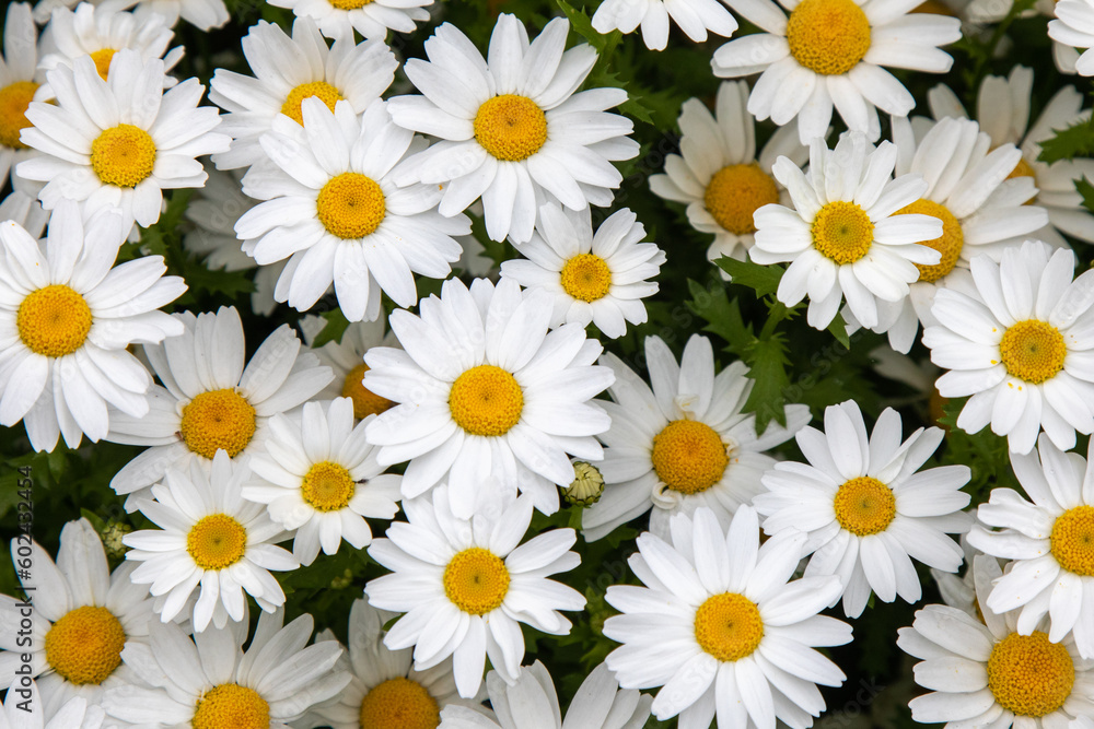 Daisy pattern Daisy pattern