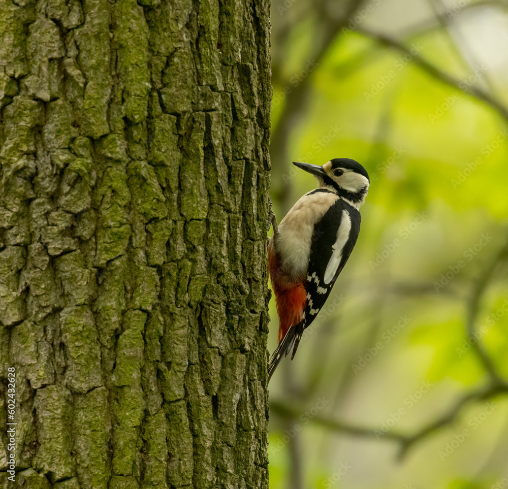 Great spotted woodpecker on old tree trunks searching for grubs in the wood in the forest with natural woodland green background and beautiful red, black and white plumage Great spotted woodpecker on old tree trunks searching for grubs in the wood in the forest with natural woodland green background and beautiful red, black and white plumage
