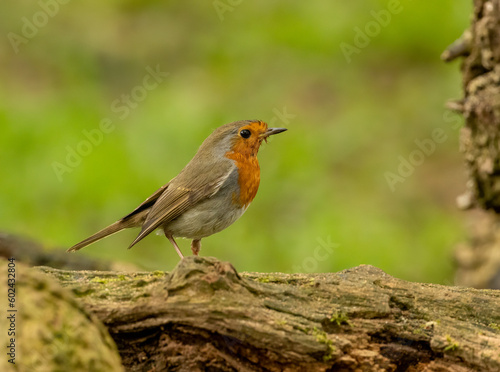 Beautiful robin redbreast bird gathering food for young in the nest, brown and red plumage small bird in the woodland with natural green forest background in the spring 