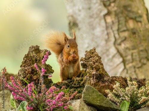 Beautiful, cute and small scottish red squirrel on old wood tree stump with heather in the sunshine eating a nut in natural forest background  © Sarah