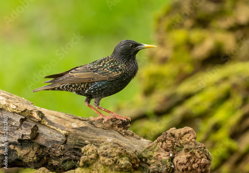 Beautiful and colourful, iridescent plumage and feathers of a starling bird perched on an old tree stump tin the woodland with natural green forest background  © Sarah