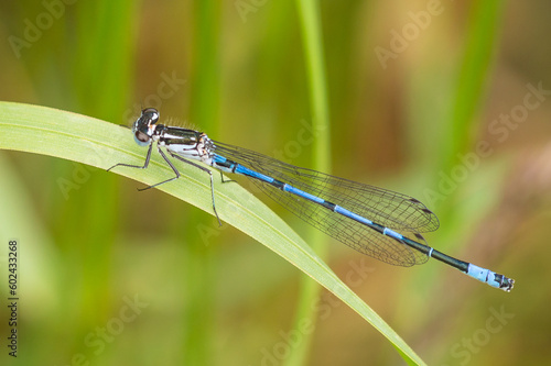 Common Blue Damselfly perched on a blade of grass