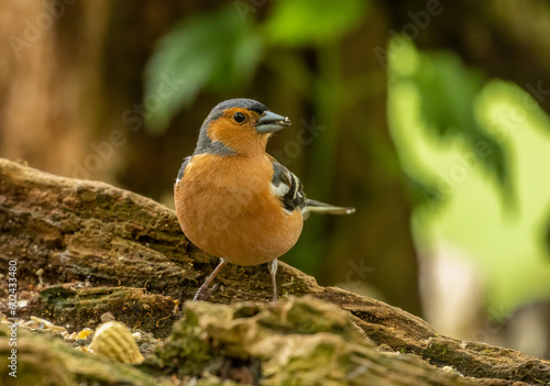 Colourful male chaffinch, small bird in the woodland with bright plumage feathers perched on an old tree stump looking around with natural green woodland background d in the sunshine in the forest 