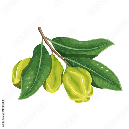 Arjuna fruit on branch with green leaf vector illustration. Cartoon isolated Terminalia Arjuna, Arjun Tree Kukubha with leaves, Indian plant and floral ingredient of Ayurveda medicine for heart health photo