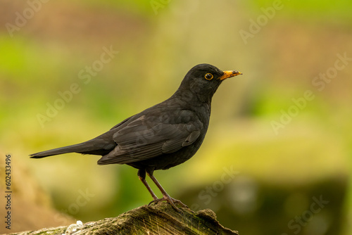 male blackbird on a branch in the sunshine in the spring with natural woodland green and yellow background 