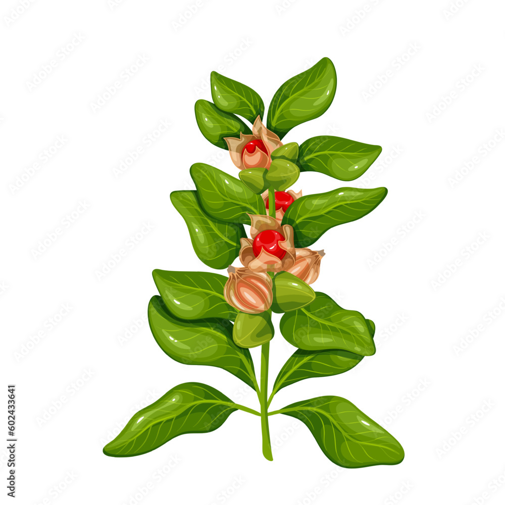 Ashwagandha branch with green leaf and red berry fruit vector illustration. Cartoon isolated Withania somnifera botanical plant of India, organic Ashwagandha evergreen shrub for Ayurveda medicine Ashwagandha branch with green leaf and red berry fruit vector illustration. Cartoon isolated Withania somnifera botanical plant of India, organic Ashwagandha evergreen shrub for Ayurveda medicine
