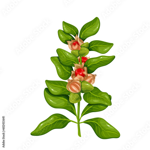 Ashwagandha branch with green leaf and red berry fruit vector illustration. Cartoon isolated Withania somnifera botanical plant of India, organic Ashwagandha evergreen shrub for Ayurveda medicine