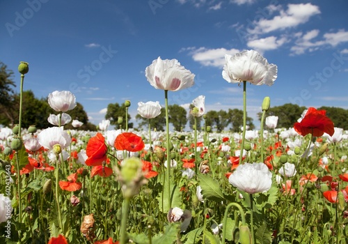 White opium poppy papaver somniferum weeded red poppies