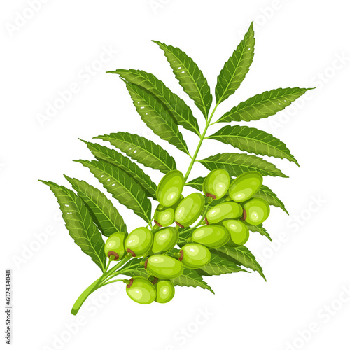 Neem tree branch with green leaves and fruits vector illustration. Cartoon isolated Azadirachta indica or nimtree twig from garden in India, neem plant of Ayurveda medicine and vegetable for eating photo