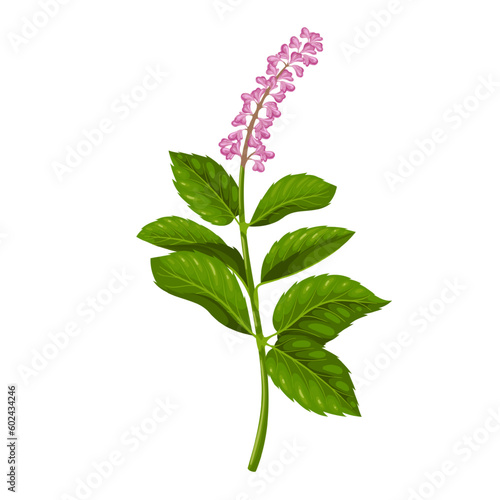 Tulsi plant vector illustration. Cartoon isolated botanical Ocimum tenuiflorum pink flowers and green leaf on stem, single holy basil branch with leaves, fresh tulsi floral ingredient of Ayurveda