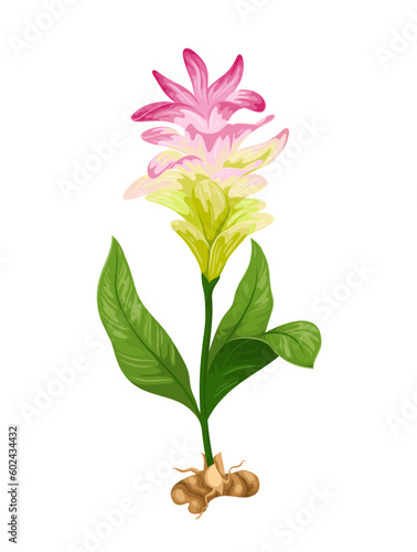 Turmeric flowers, root and leaves vector illustration. Cartoon isolated turmeric ayurvedic botanical plant with green leaf on stem and exotic pink blossom growing from orange tuber of Curcuma longa