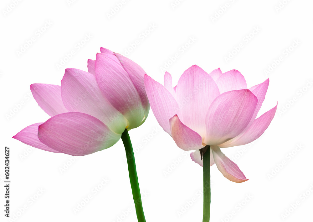 Blooming pink lotus flower or Nelumbo nucifera isolated on white background. Known as Indian lotus, sacred lotus in Hinduism and Buddhism. Blooming pink lotus flower or Nelumbo nucifera isolated on white background. Known as Indian lotus, sacred lotus in Hinduism and Buddhism.