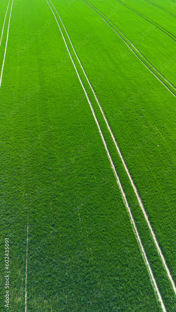 Obraz premium Green agricultural fields.