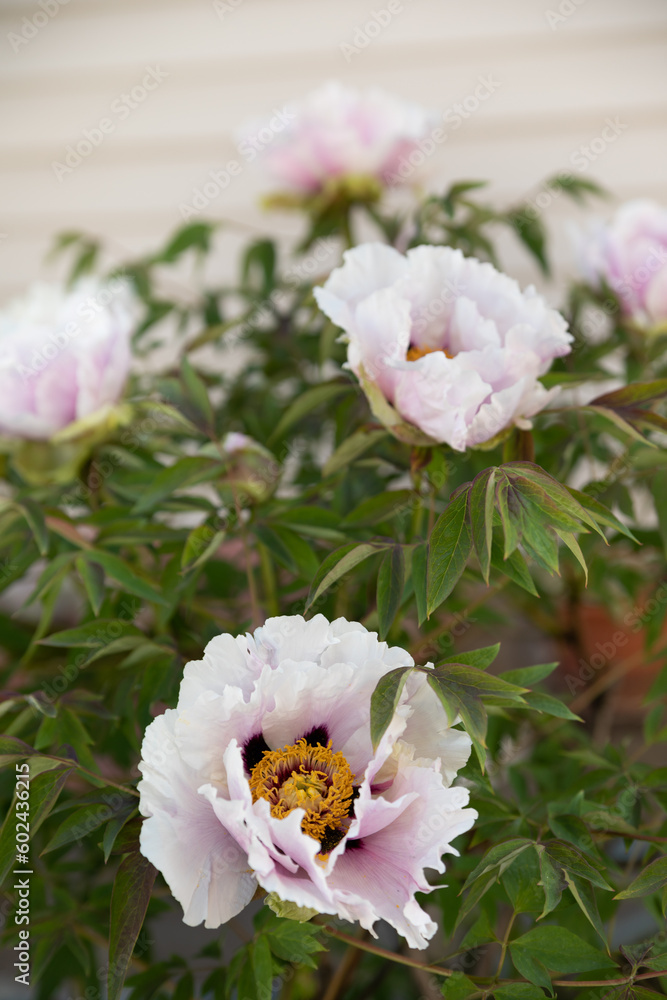 Fresh peonies in the garden. Fresh peonies in the garden.