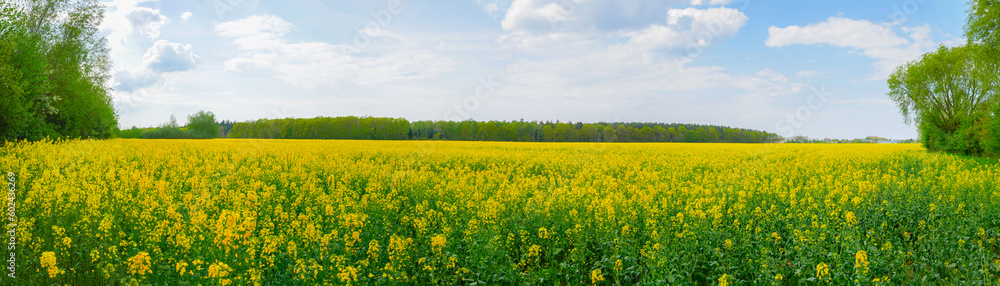 Rape or oilseed rape, Brassica napus. Yellow rapeseed field. view on Canola farming meadow for oil production