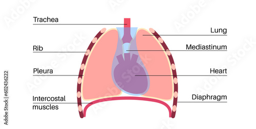 Mediastinum infographic poster