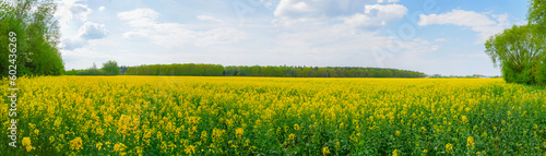 Rape or oilseed rape, Brassica napus. Yellow rapeseed field. view on Canola farming meadow for oil production © eplisterra