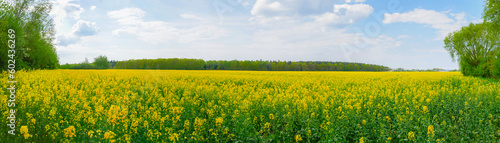 Obraz na płótnie Rape or oilseed rape, Brassica napus. Yellow rapeseed field. view on Canola farming meadow for oil production w salonie
