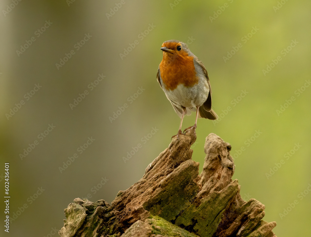Fototapeta premium Beautiful robin redbreast Christmas bird in the forest perched on an old tree trunk in the forest in the sunshine with natural woodland background