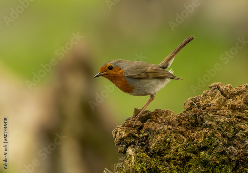 Beautiful robin redbreast Christmas bird in the forest perched on an old tree trunk in the forest in the sunshine with natural woodland background