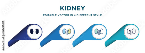 kidney icon in 4 different styles such as filled, color, glyph, colorful, lineal color. set of   vector for web, mobile, ui