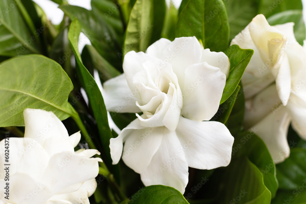 Cape jasmine or garden gardenia flower Cape jasmine or garden gardenia flower