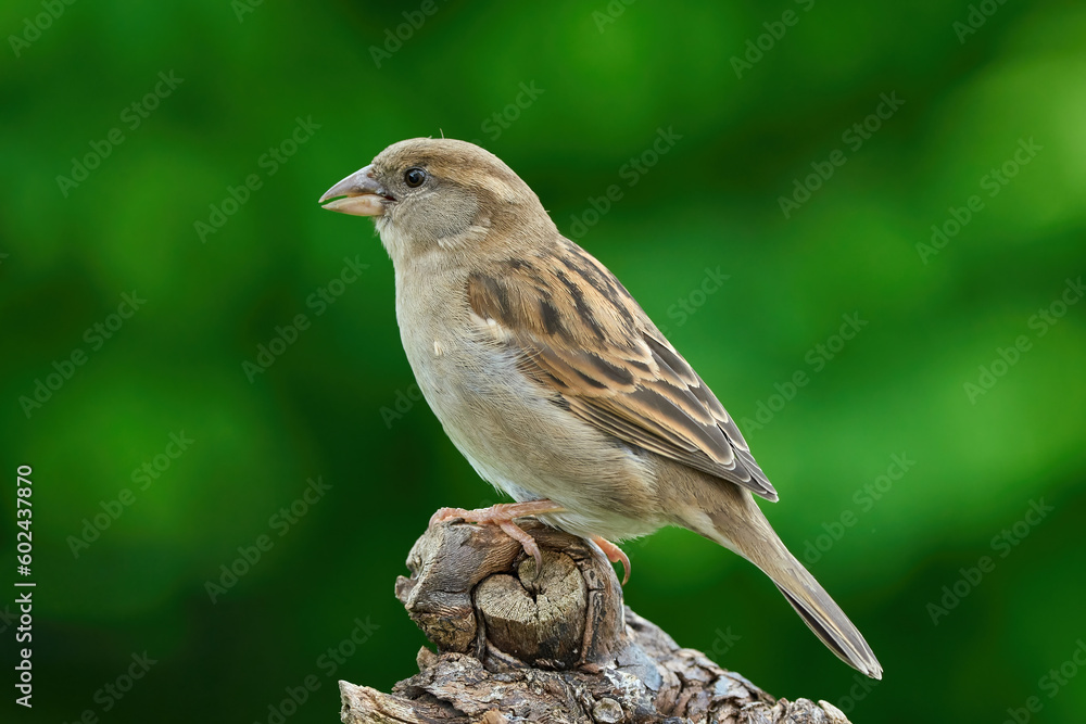 Naklejka premium Haussperling